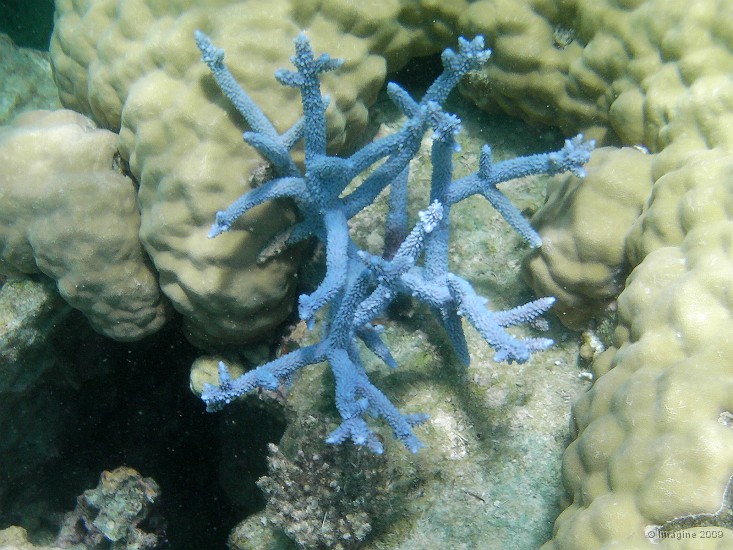 02.36- Acropore bleue.JPG